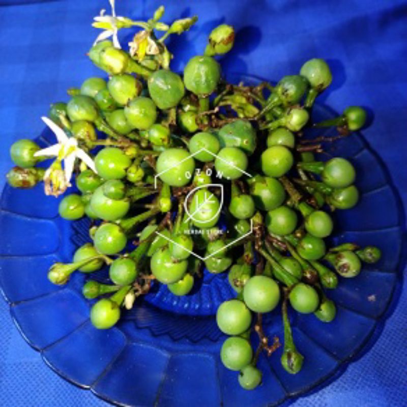 

Buah Takokak/Cepokak Fresh 500g