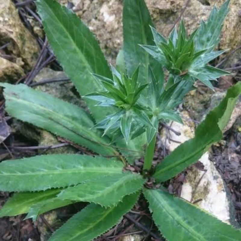Tanaman  Herbal Walang Sangit