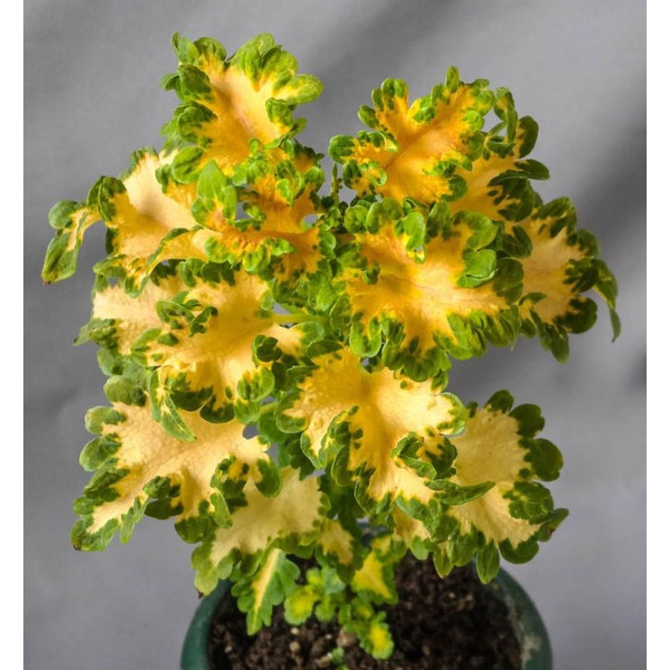 Tanaman hias miana ekor naga kuning//miana ekor naga keriting