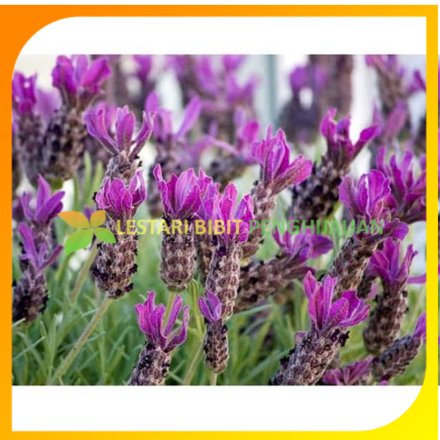 Ready Bibit Tanaman Hias Bunga Lavender Siap Tanam