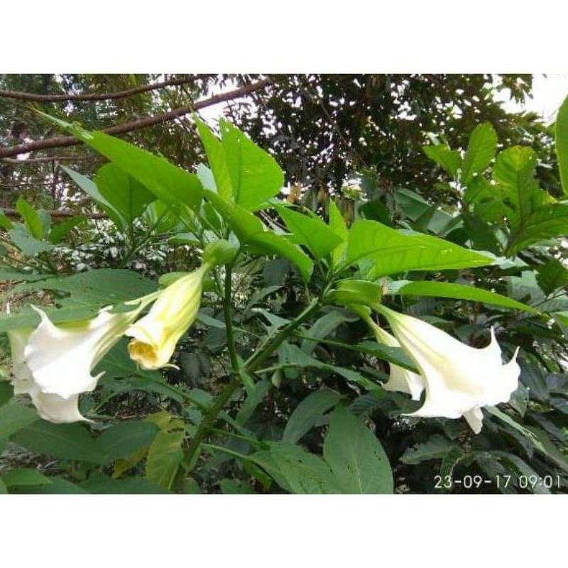 

promo daun kecubung kucubung segar perlembar murah