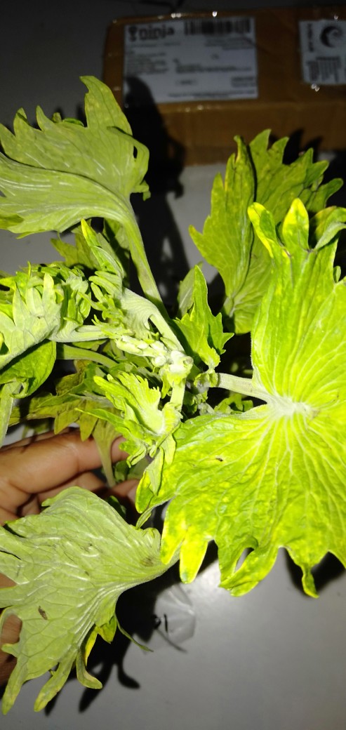 No 31 Tanaman Hias Miana/coleus/iler/jawe Kotok