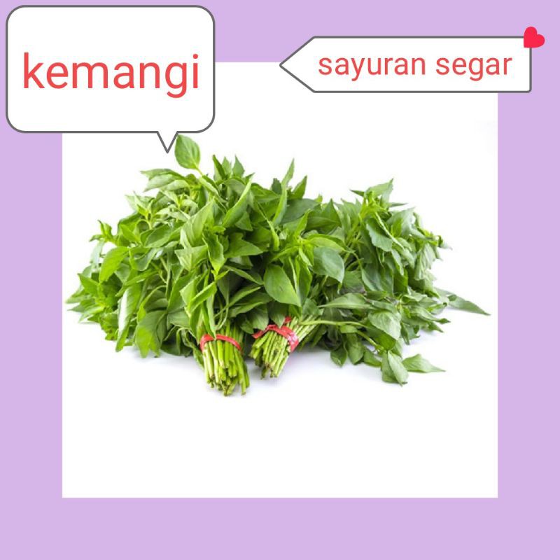 

DAUN KEMANGI SEGAR