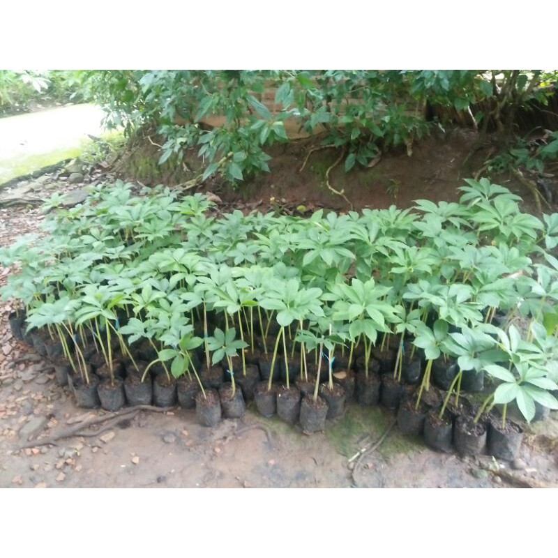 bibit porang polybag