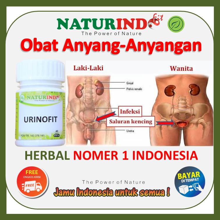 Obat Herbal Anyang Anyangan Beser Sering Susah Buang Air Kecil Ngompol Terus Menerus Anak Sakit Kenc