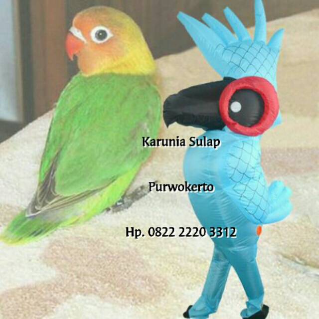 KOSTUM BURUNG BEO KAKAKTUA COSPLAY BADUT ULTAH LUCU PESTA FESTIVAL CARNAVAL