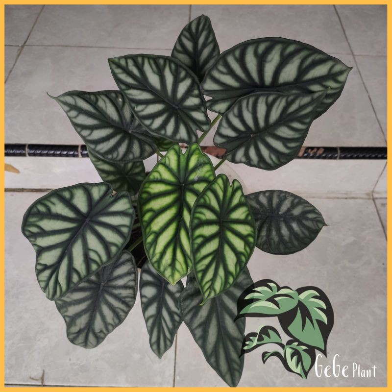 BONGGOL ALOCASIA DRAGON SCALE ( BONGGOL BAWAH ) KELADI TENGKORAK HIJAU