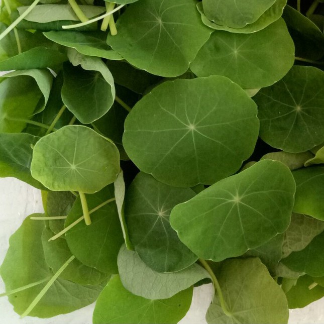 

Daun Nasturtium Bunga Nasturtium Leaf Selada Air Edible Flower Bunga Edibel Daun Garnish Salad Segar