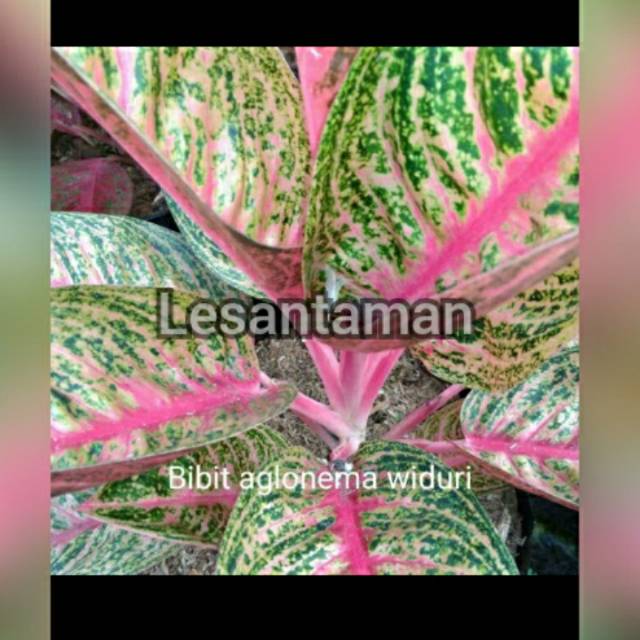 Aglonema Widuri/bibit tanaman hias aglonema widuri