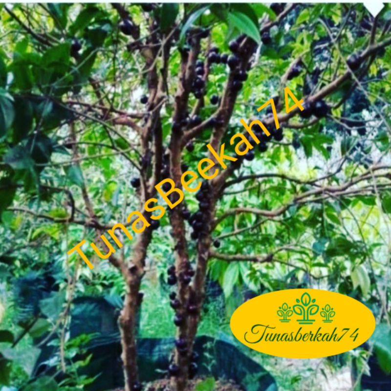 Pohon Anggur Brazil PRECO sudah berbuah