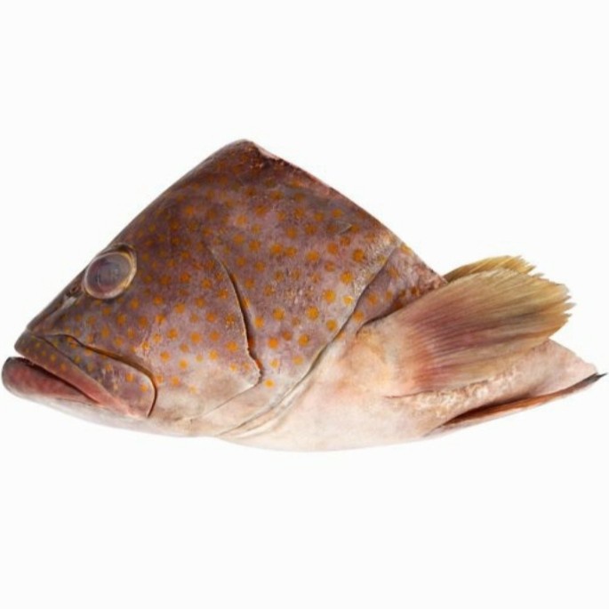 

Kepala Ikan Kerapu Berkualitas 1Kg