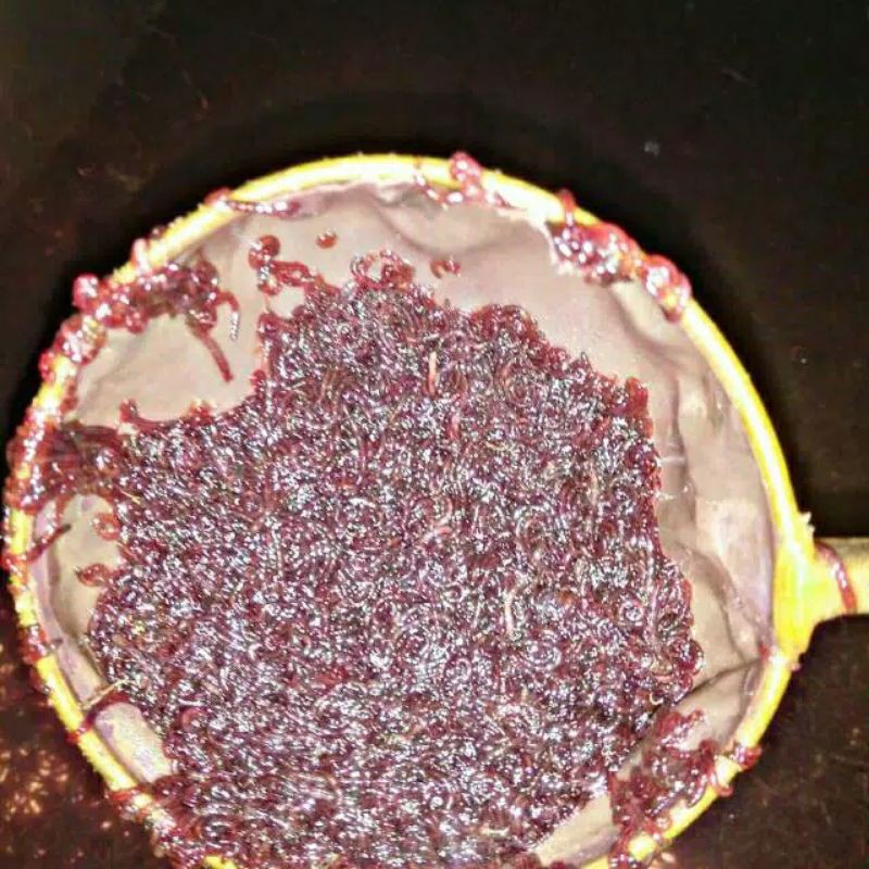 CACING DARAH HIDUP 1 KG