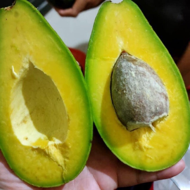 

Alpukat Mentega - Alpukat mentega murah - Alpukat mentega garansi