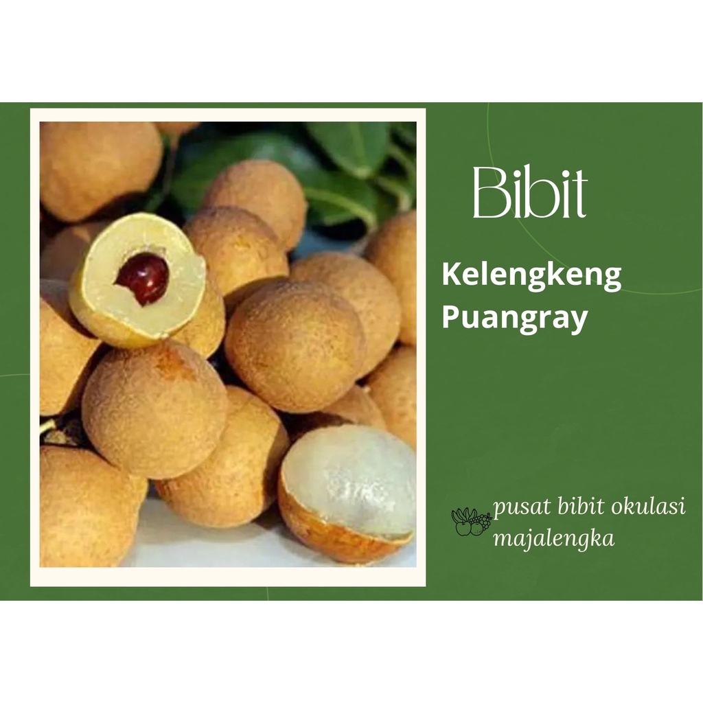 Bibit Buah Kelengkeng Puangray Hasil Okulasi Cepat Berbuah bibit okulasi majalengka tanaman buah bua