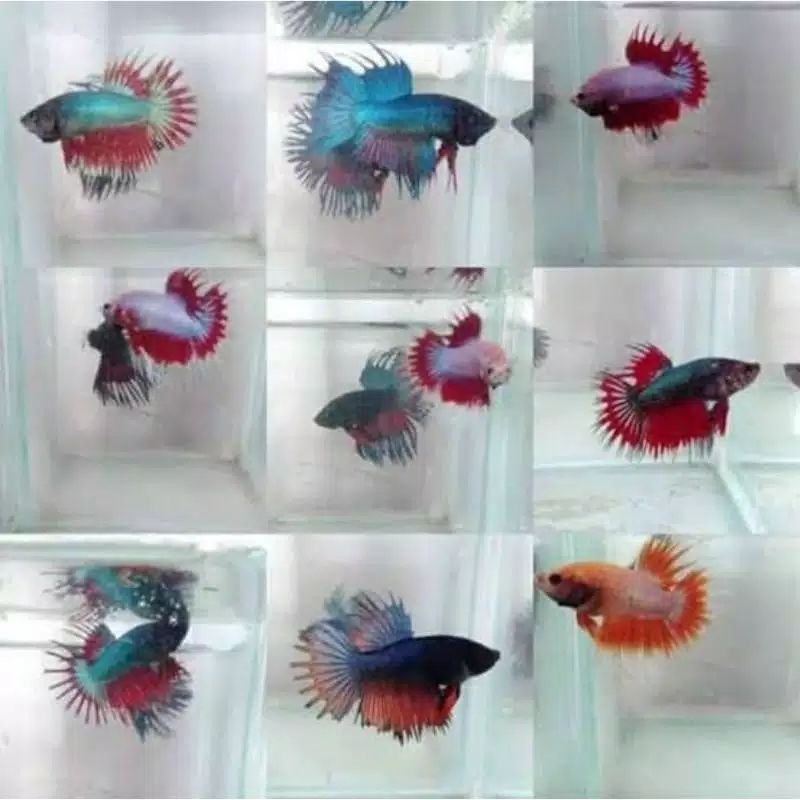 Cupang serit/Crowntail