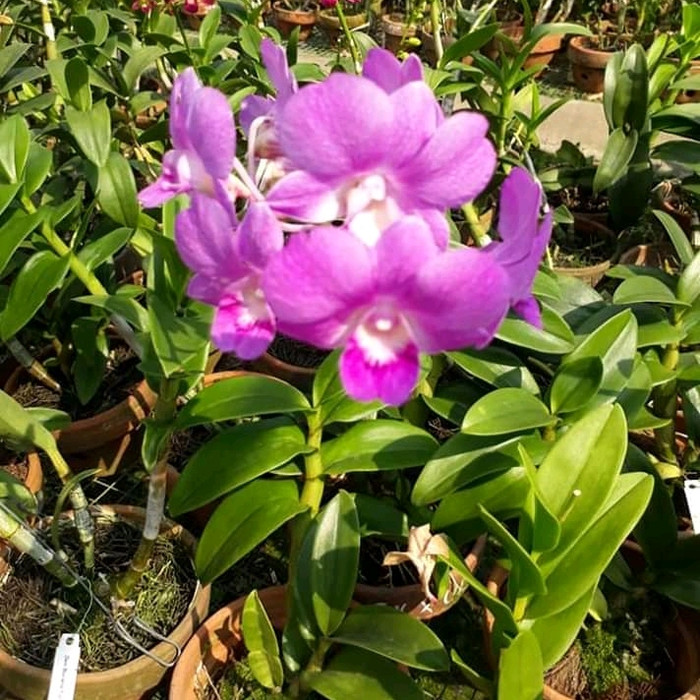 Tanaman Hias Angrek Dendrobium -Bunga Angrek -Angrek Dendrobium
