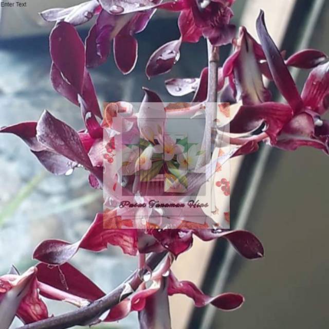 ANGGREK DENDROBIUM KRITING CALIOPE PURPLE / MINI BLACK SPIDER THAILAND/ DAMITHA