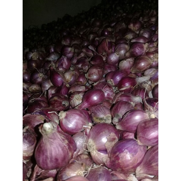

Bawang Merah Super