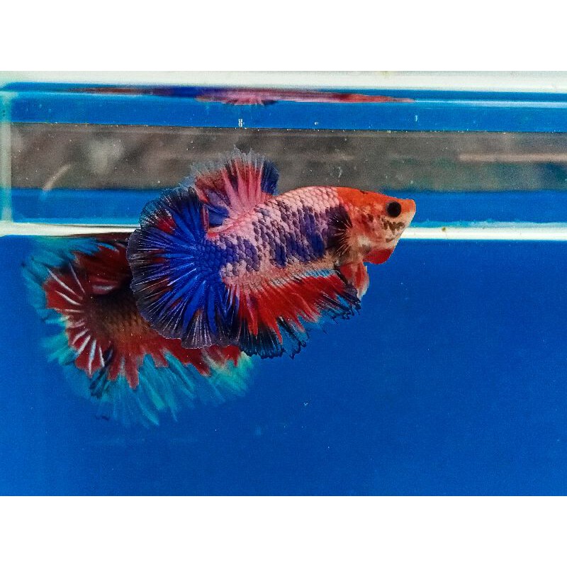 HALFMOON KING ROSETAIL DASI BANYAK