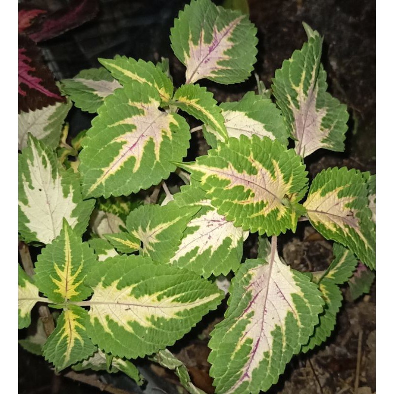 Tanaman Miana Hijau Putih Pink Outdoor indoor