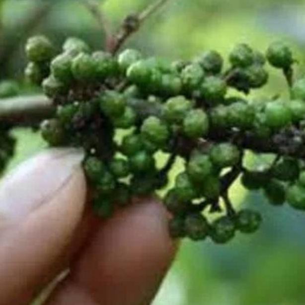 

BELANJA MURMER Andaliman Segar 100 gr ! 873