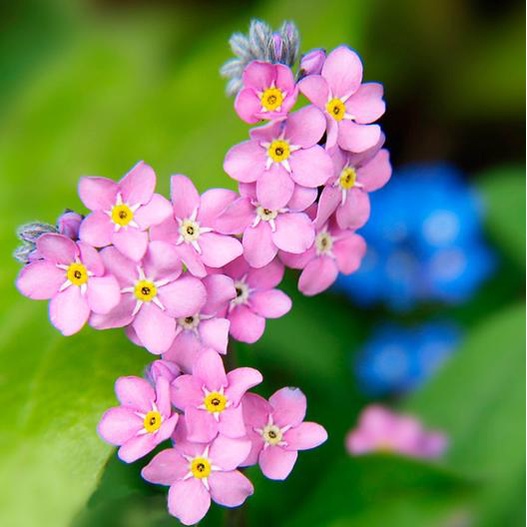 Benih Bibit Biji - Bunga Rose Forget Me Not Myosotis Alpestris Pink Flower Seeds - IMPORT