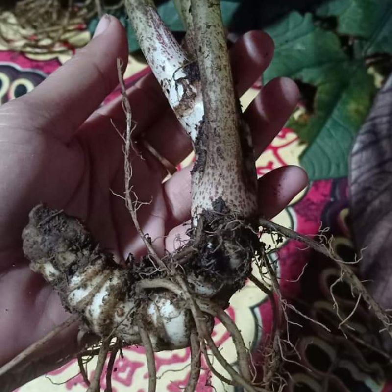 bonggolan alocasia bisma