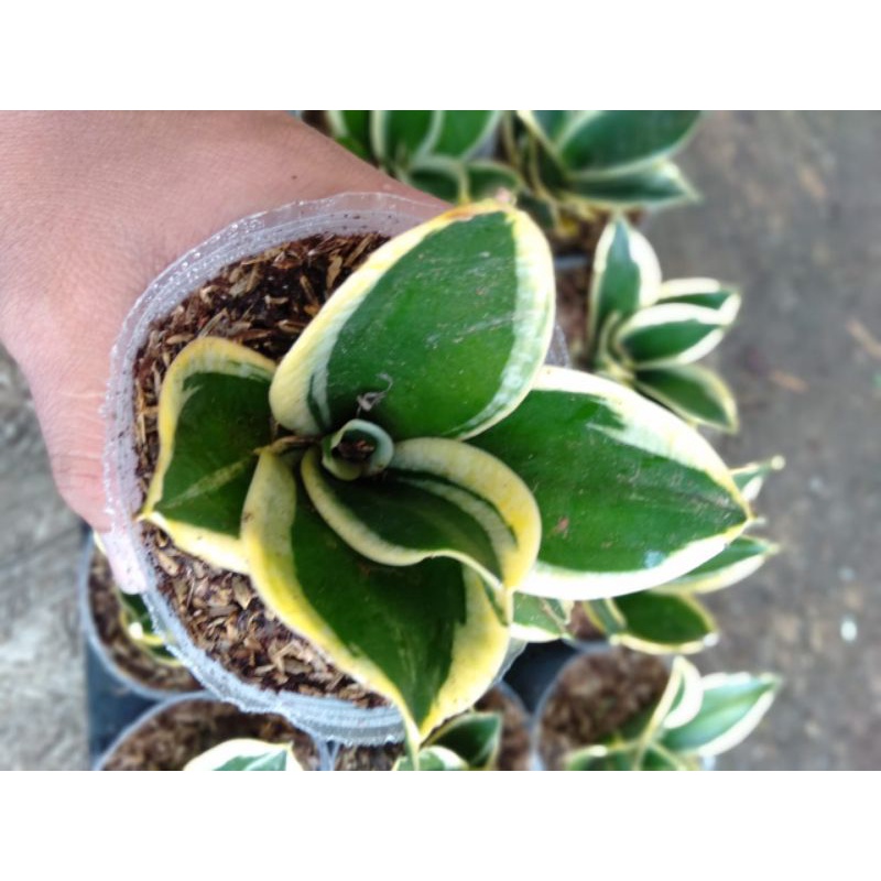 sansivera pagoda/lidah mertua mini pagoda murah