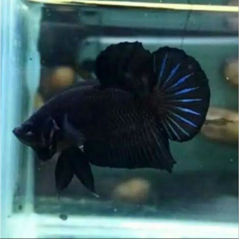 

Cupang Super Black(beli 4 gratis 1)