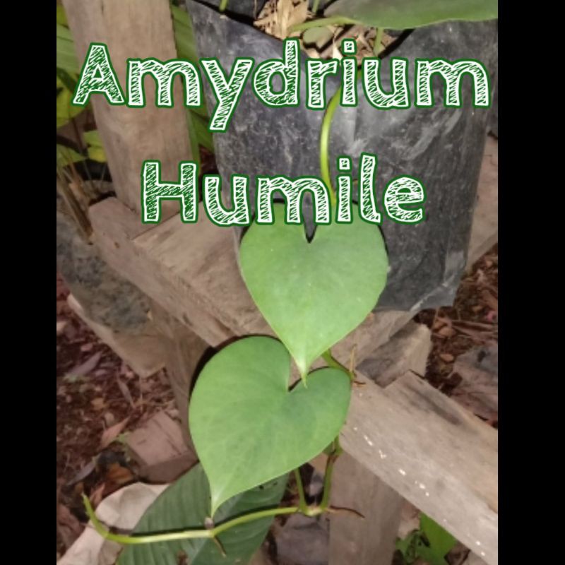 

Amydrium Humile