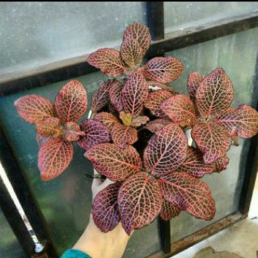 Episcia Mutiara Merah - Tanaman Hias