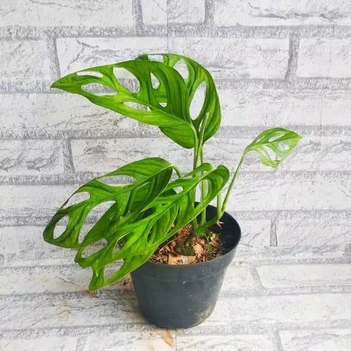 Tanaman Hias Monstera Obliqua Janda Bolong Janbol Shopee Indonesia