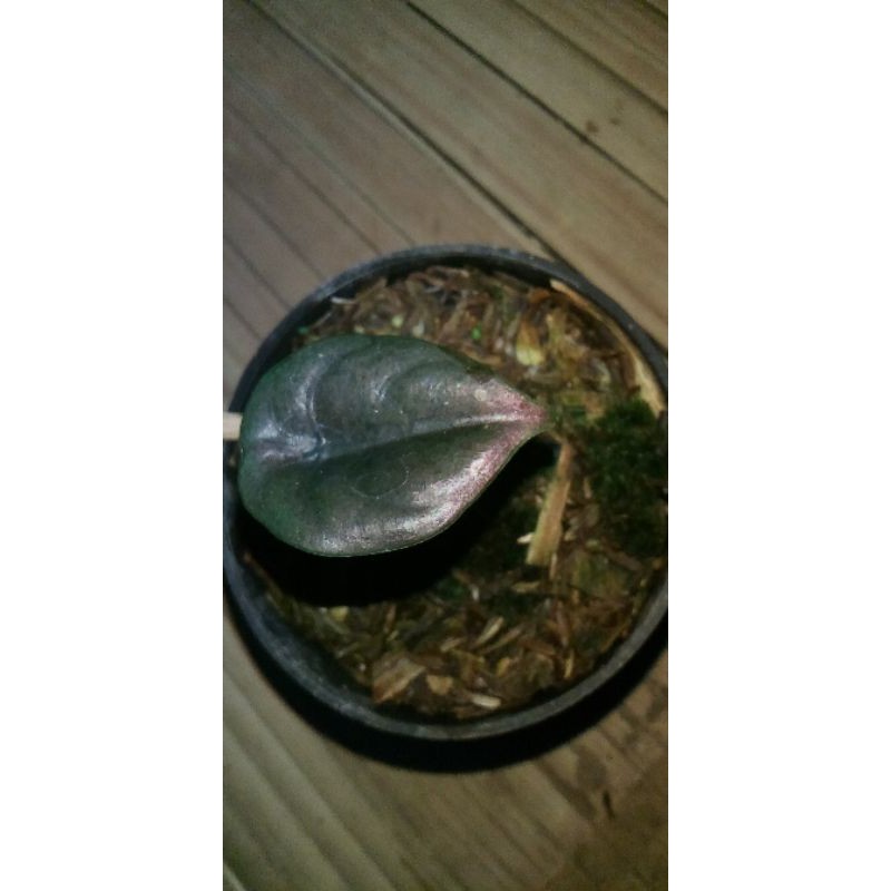 beby cuprea/alocasia tengkorak