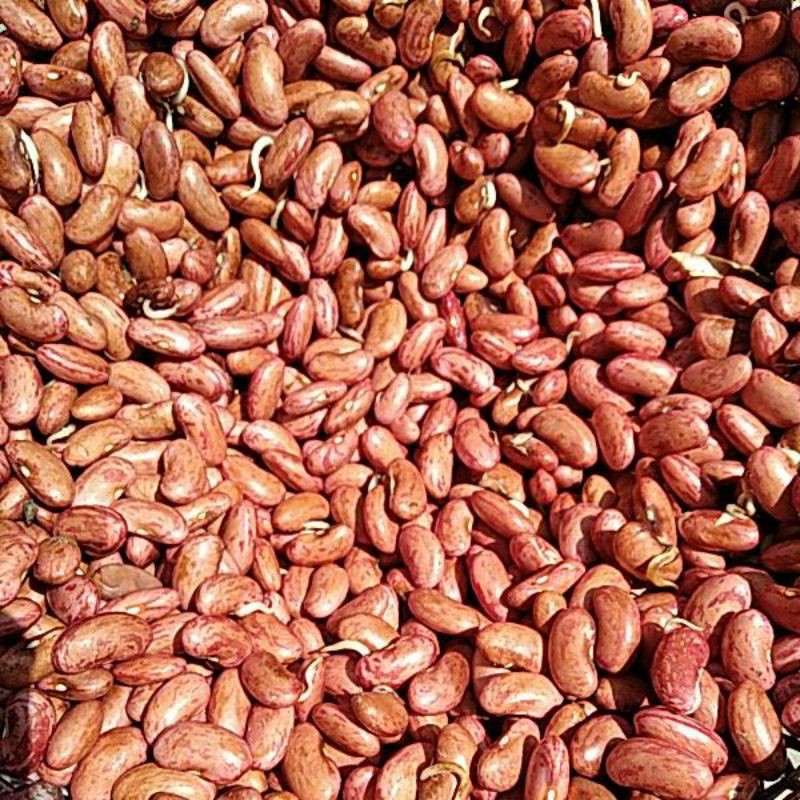 

Kacang Merah Kidney