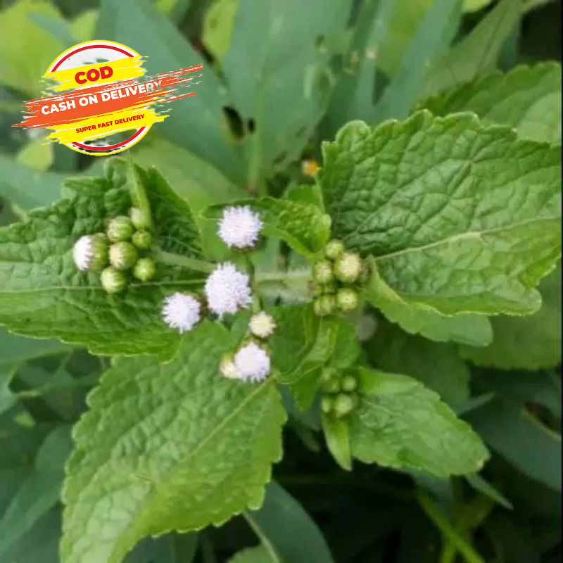 

Daun bandotan babadotan segar 1 kg