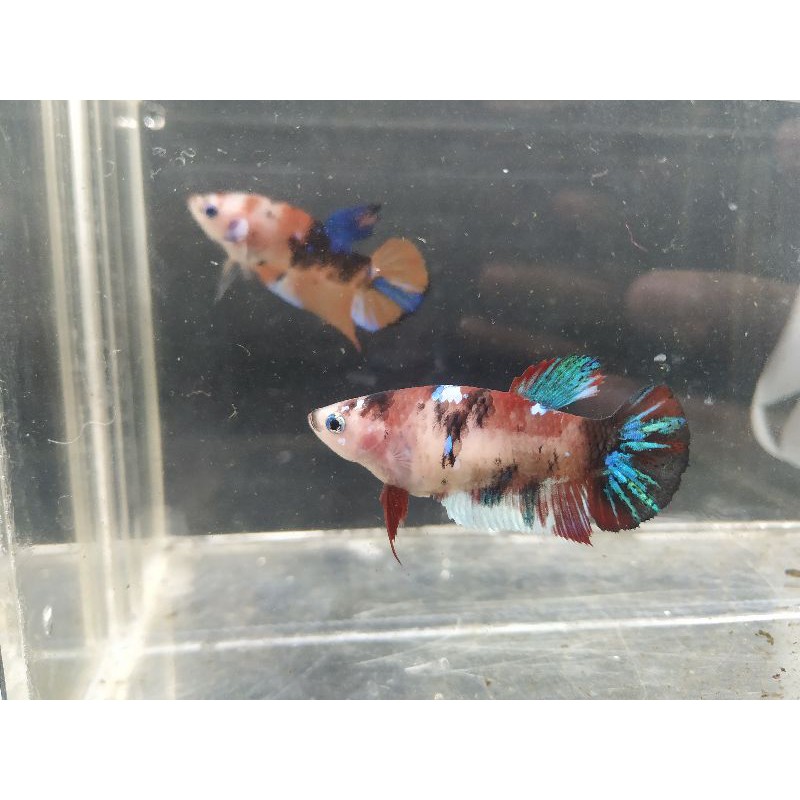 Ikan Cupang Plakat multicolor female/betina
