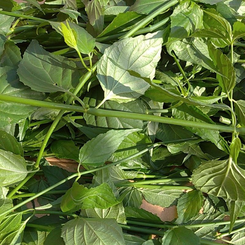 

Daun Belalai gajah / Clinacanthus Nutans petik segar