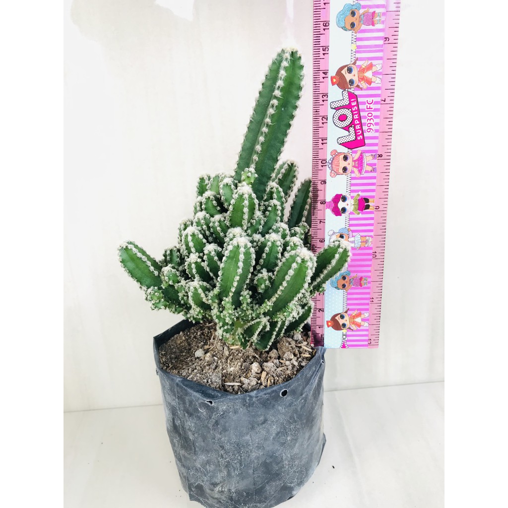 KAKTUS SUKULEN CEREUS TETRAGONUS ( INDUKAN SEDANG ) "[COD] BAYAR DITEMPAT" BACA DESKRIPSI YA