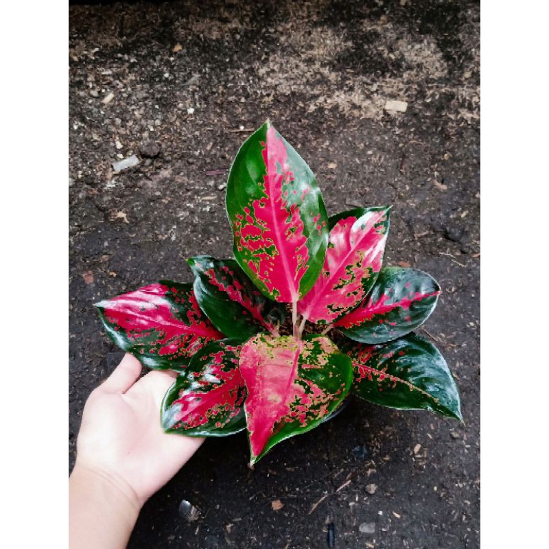 Aglaonema Suksom Batik