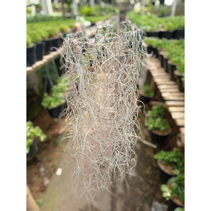 Jenggot Musa/ Jenggot Dewa