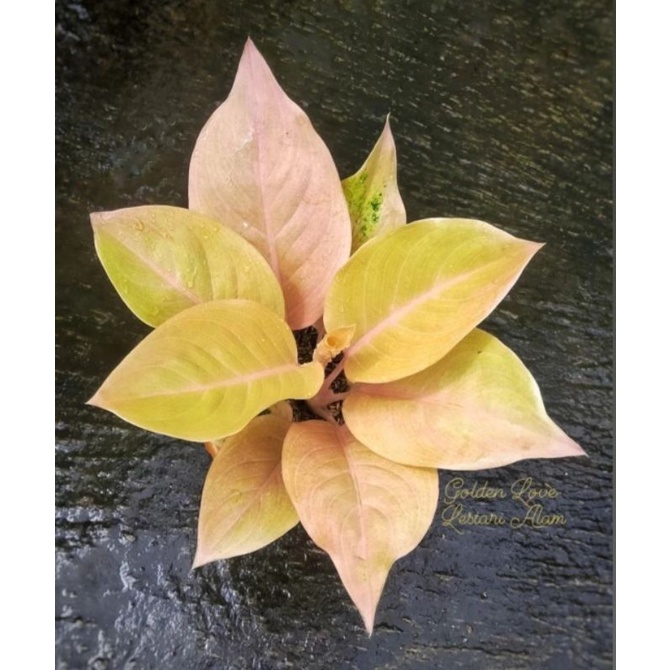 Aglonema Golden Love / Tanaman hias bunga aglonema aglaonema Golden Love murah bibit kualitas lokaL