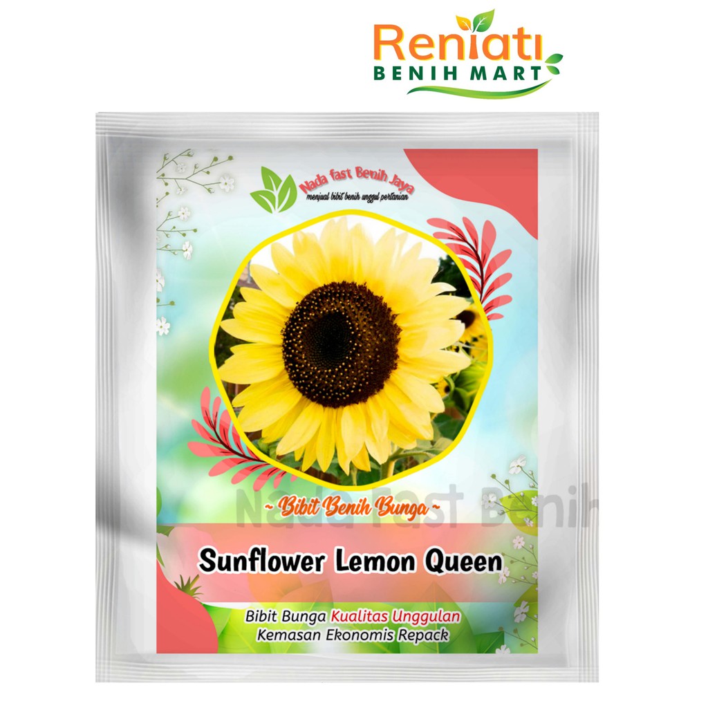 Bunga Matahari Lemon Queen : Jual Benih Bunga Matahari Lemon Queen Di Lapak Seeds Garden Bukalapak - Dengan menanam bunga matahari dalam pot lebih efisien sebab tidak ada proses pengolahan lahan.