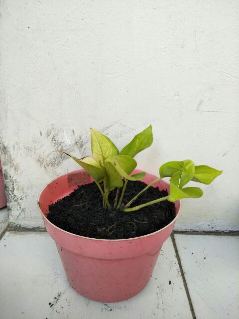  Tanaman  Hias Sirih Gading  Lemon Sri  Gading  Kuning Lemon 