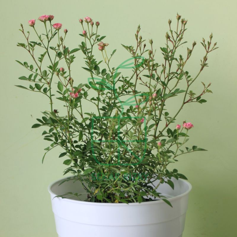 Baby rose / Mawar mini