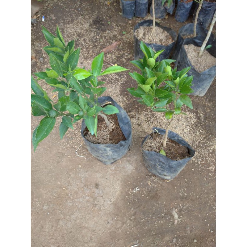 bibit santang madu sudah berbuah