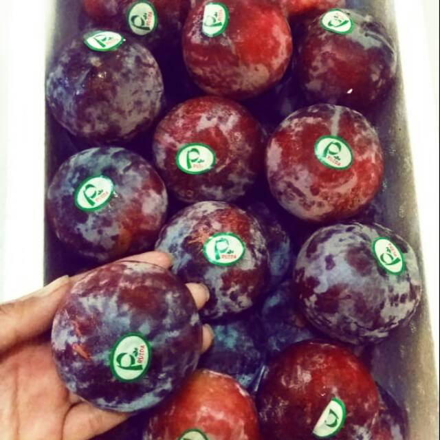 

Buah PLUM
