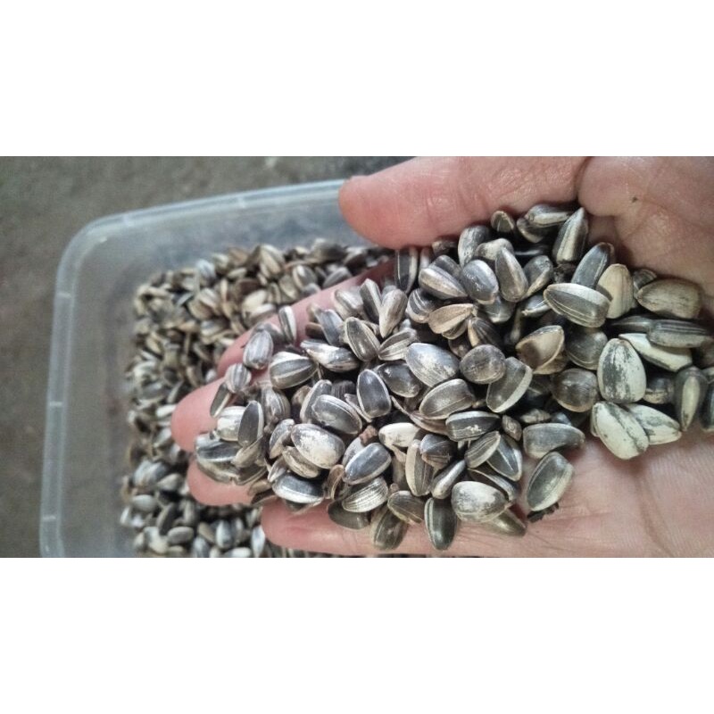 

biji bunga matahari 100 biji lebih. 100g