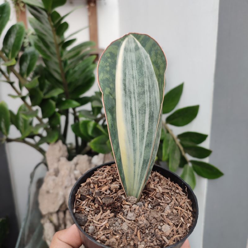 Sansevieria Masoniana Variegated | DP 15 Cm