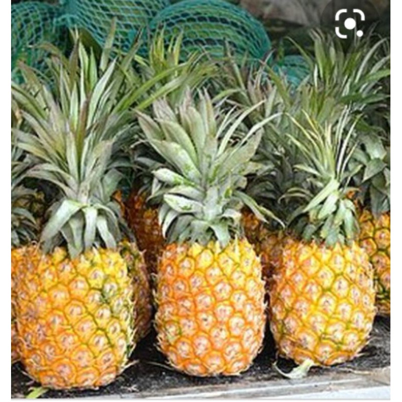 

NANAS PRABUMULIH PER BUAH SAYUR SEGAR PALEMBANG