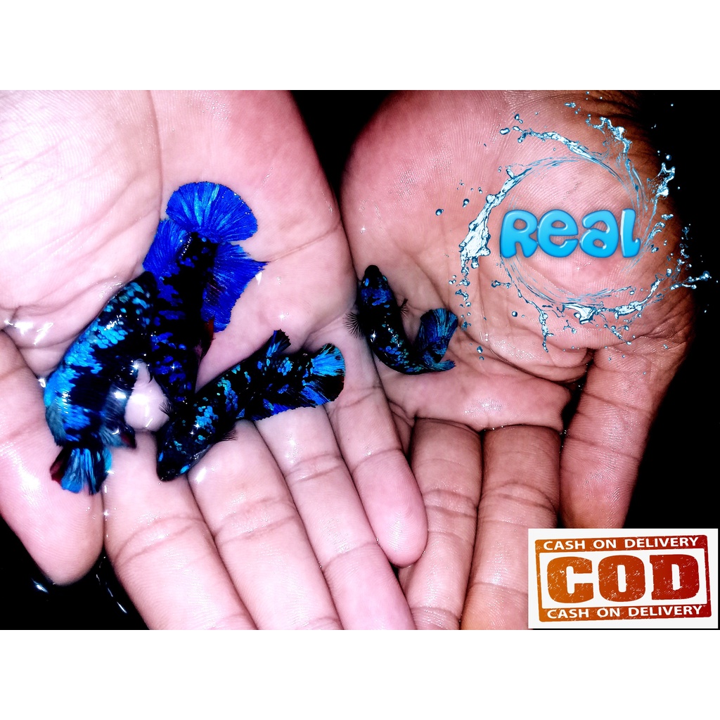 promo ikan cupang avatar gordon female real pick